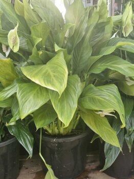 Three Spathiphyllum 'Sweet Romano' Peace Lilies in 10" pots are elegantly displayed on a wooden surface, showcasing their lush green leaves and white flowers.