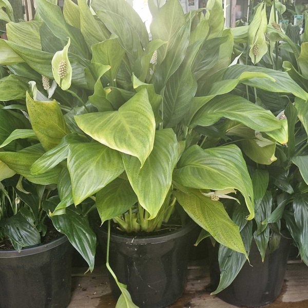 Three Spathiphyllum 'Sweet Romano' Peace Lilies in 10" pots are elegantly displayed on a wooden surface, showcasing their lush green leaves and white flowers.