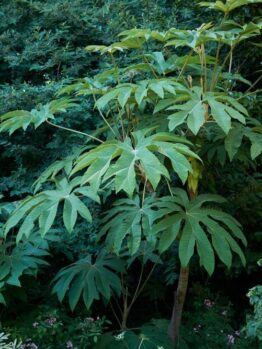 The Tetrapanax 'Rice Paper Plant' in an 8" pot flourishes in shaded gardens with its broad green leaves and sturdy stems, enhancing any foliage collection with rich texture.