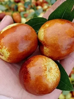 A hand holds three ripe Ziziphus jujubes, complemented by green leaves, against a backdrop of scattered Ziziphus Jujube 'Shanxi Li' Chinese Dates in a 13" pot.