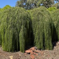 Several tall, dense weeping trees with long, drooping green foliage stand on rocky ground under a clear blue sky, resembling an Acacia 'Waterfall™' Standard 40cm Pot.