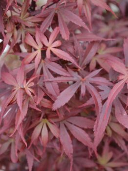 Close-up of red, pointed-lobed leaves densely covering the image, showcasing the delicate texture characteristic of the Acer 'Emerald Lace' Japanese Maple in a 110L pot.
