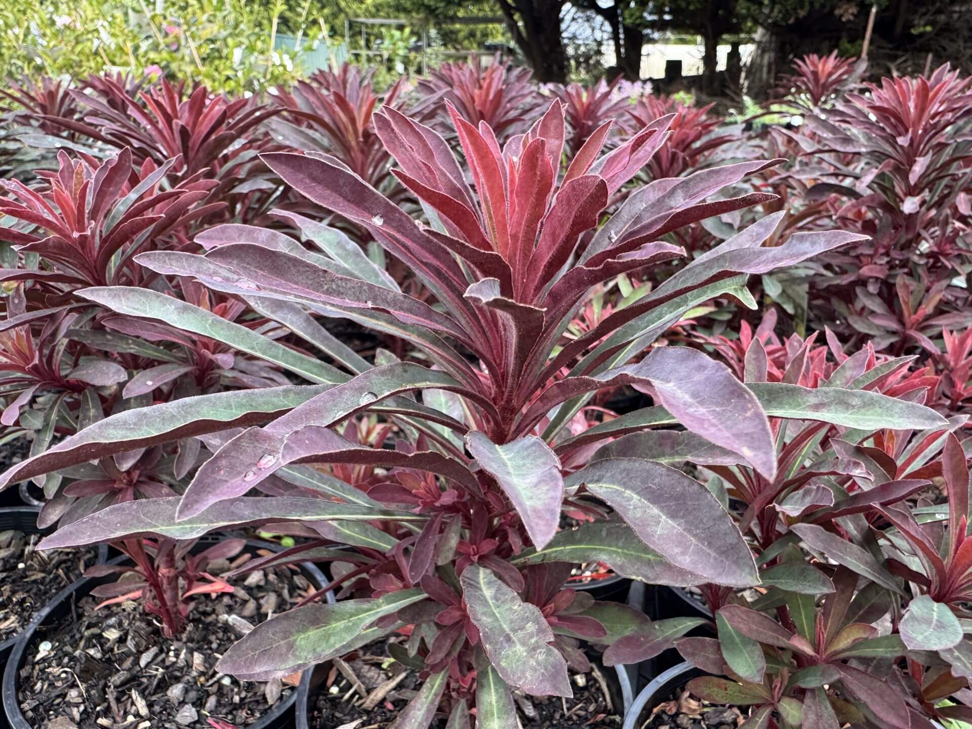 Several Liquidambar 'Palo Alto' Sweetgum plants in 8" pots, featuring elongated reddish-purple leaves, are grouped outdoors amid soil and surrounding greenery.
