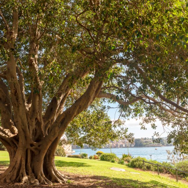 Large tree with sprawling branches in a park setting near a body of water. Buildings are visible in the distance under a clear sky.