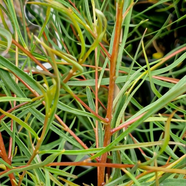 Close-up of a Hakea Saligna 'Fine Leaf Form' plant featuring thin, elongated green leaves and reddish stems, densely growing in a 6" pot.