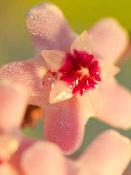 A close-up of a pink and white star-shaped flower with fuzzy petals evokes the charm of Hoya Carnosa 'Pink Hoya' 5" Pot Hanging Basket, set against a blurred green backdrop.