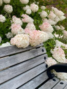 A wooden bench sits gracefully beside blooming white and pink Hydrangea 'Hercules' in an 8" pot. A brick building and lush lawn complete the tranquil scene.