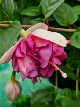 The Fuchsia 'Fairytales Paris' in a 10" hanging basket showcases a close-up of its pink and white flowers in full bloom, surrounded by green leaves, with a small bud nearby.