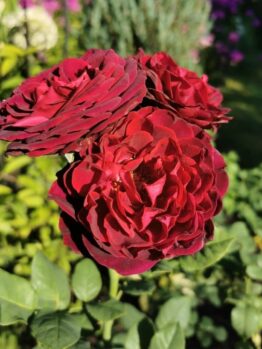 Three dark red Rose 'Belle de Bom' blooms with lush green leaves in the background.