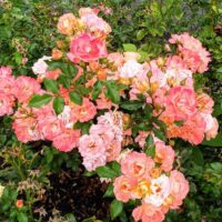 The Rose 'DRIFT® Peach' Groundcover features a cluster of vibrant pink and peach roses with lush green leaves to create a stunning garden cover.