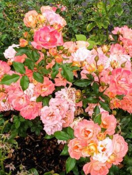 The Rose 'DRIFT® Peach' Groundcover features a cluster of vibrant pink and peach roses with lush green leaves to create a stunning garden cover.