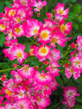 The 'DRIFT® Red' Groundcover Rose features bright pink and white flowers with yellow centers amidst green foliage, resembling vibrant groundcover blooms.