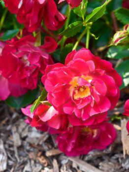 The Rose 'DRIFT® Peach' Groundcover, featuring fully bloomed roses with lush green leaves and nestled in bark mulch, creates a stunning display.