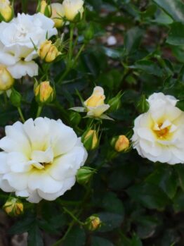 Lush green leaves and white roses with yellow centers thrive in a garden, beautifully complemented by the vibrant Rose 'DRIFT® Pink' Groundcover.