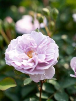 A light purple Rose 'Simplicity Lavender' Bush Form in full bloom with green leaves and another rosebud in the background.