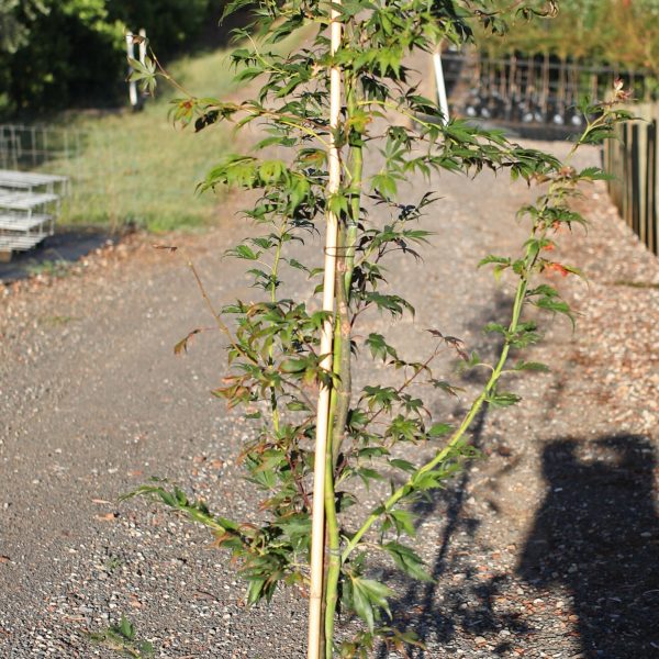 An Acer 'Elegans' Japanese Maple 16" pot, supported by a bamboo stake, rests along the gravel path amid lush greenery with a charming fence in the background.