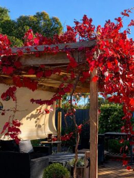 A wooden pergola draped in vibrant Photinia robusta vines shades the garden seating, their striking red leaves as bold as those on a Photinia robusta 33cm Pot.