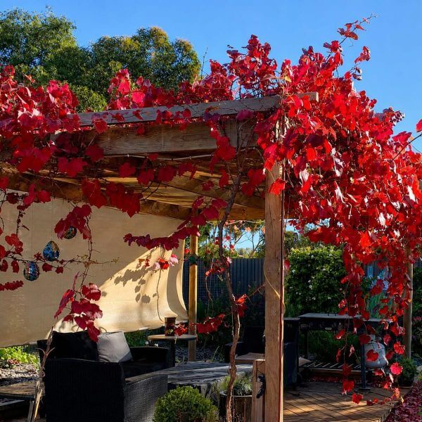 A wooden pergola draped in vibrant Photinia robusta vines shades the garden seating, their striking red leaves as bold as those on a Photinia robusta 33cm Pot.