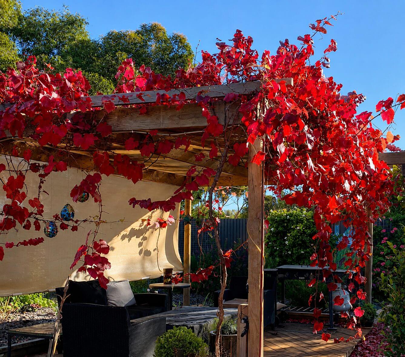 A wooden pergola draped in vibrant Photinia robusta vines shades the garden seating, their striking red leaves as bold as those on a Photinia robusta 33cm Pot.