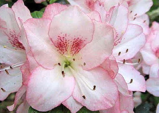 An Azalea 'Amy' in a 6" pot brings calm beauty to any space, just like a peaceful day at the seaside with gentle waves and blue skies.