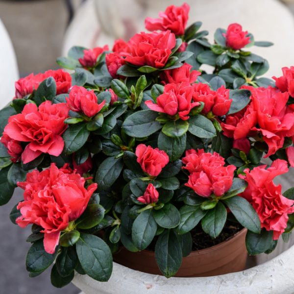 A vibrant Azalea 'Fred Colbert' with lush red flowers and dark green leaves is elegantly displayed on a white stone pedestal.