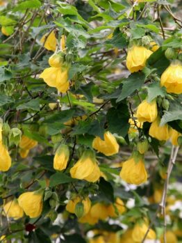 A dense cluster of leafy branches with numerous hanging yellow flowers in bloom.