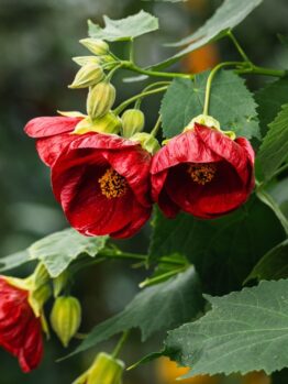 Red flowers with green leaves and unopened buds on a plant against a blurred background.