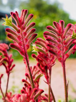 Red fuzzy kangaroo paw flowers with green leaves, against a blurred natural background.