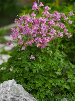 Aquilegia 'Black Barlow' thrives in rocky garden landscapes, showcasing pink columbine flowers and vibrant green foliage.