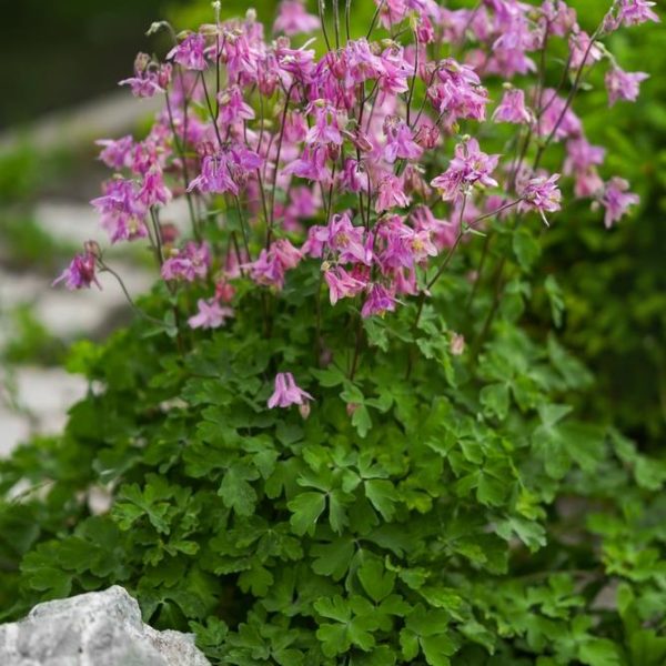 Aquilegia 'Black Barlow' thrives in rocky garden landscapes, showcasing pink columbine flowers and vibrant green foliage.