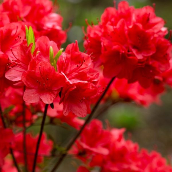 A close-up of vibrant Azalea 'White Eureka' flowers, their striking petals surrounded by lush green leaves, set against a softly blurred natural background.
