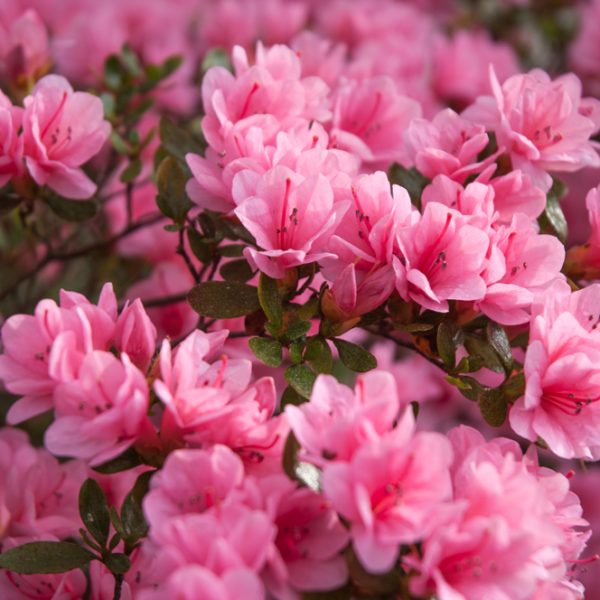 Close-up of blooming pink Azalea 'Amy' flowers with green leaves in soft focus.