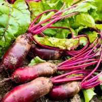 Freshly harvested Beetroot 'Cylindra' 4" Pot with vibrant green leaves lies on the soil.