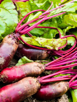 Freshly harvested Beetroot 'Cylindra' 4" Pot with vibrant green leaves lies on the soil.