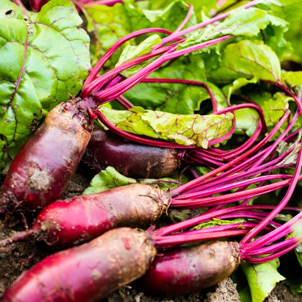 Freshly harvested Beetroot 'Cylindra' 4" Pot with vibrant green leaves lies on the soil.