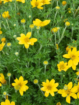 A lush Bidens 'Goldmound' in a 6" pot showcases yellow blooms surrounded by vibrant green foliage.
