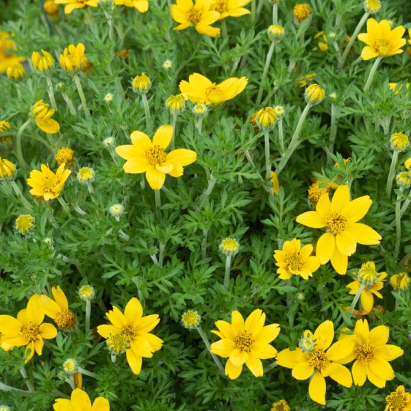 A lush Bidens 'Goldmound' in a 6" pot showcases yellow blooms surrounded by vibrant green foliage.