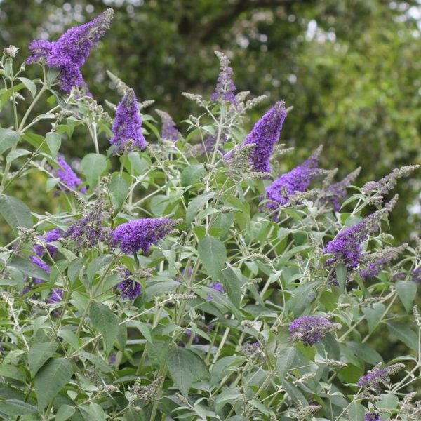 Discover the charm of Buddleja 'Lavender Cupcake' with its purple blooms and vibrant green leaves, set against lush trees. Don't miss our Growers Flash Sale to add this beauty to your garden in a 6" pot!.