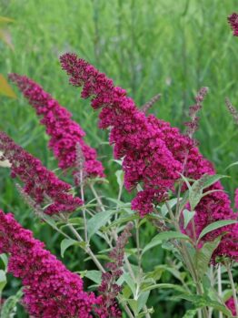 Purple buddleia flowers in bloom, clustered on tall stems, set against a backdrop of lush green foliage.