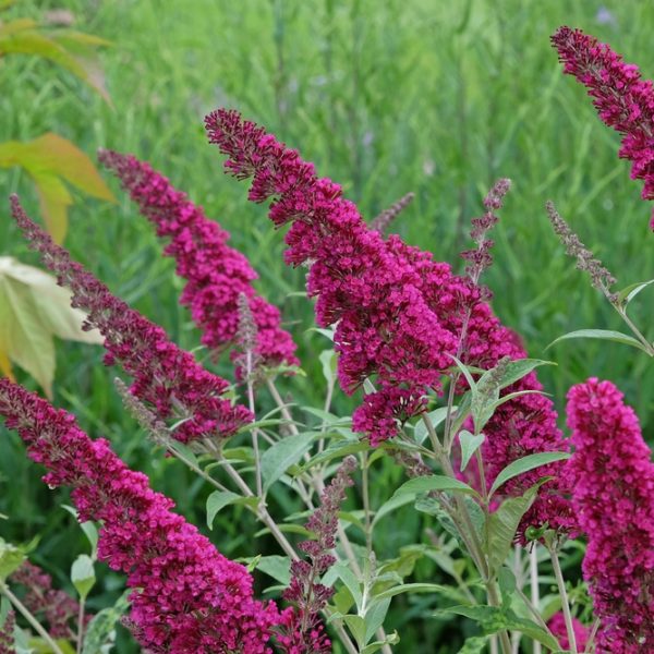 Purple buddleia flowers in bloom, clustered on tall stems, set against a backdrop of lush green foliage.