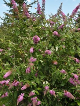 The Buddleja 'Pink Micro Chip', part of the Lo and Behold™ series, features clusters of flowers amid lush foliage, enhanced by serene evergreen trees in the garden.