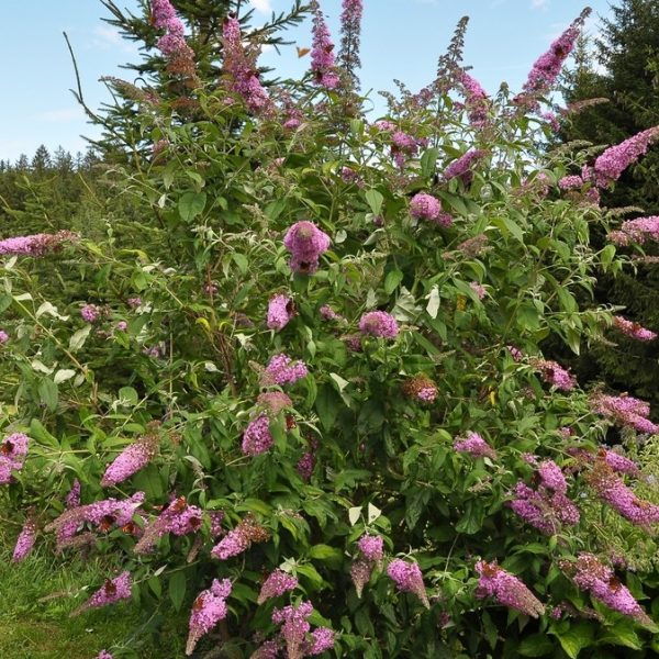 The Buddleja 'Pink Micro Chip', part of the Lo and Behold™ series, features clusters of flowers amid lush foliage, enhanced by serene evergreen trees in the garden.