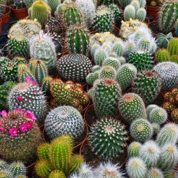 A diverse collection of spiky cacti in small pots, some with pink flowers, densely arranged and viewed from above.