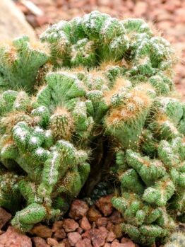 A Cereus peruvianus Monstrose in a 7" pot, with green clusters featuring white speckles and brown spines, flourishes on reddish-brown pebbles.