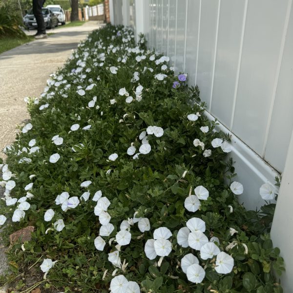 A lush cluster of white morning glory flowers with some green leaves grows along a white fence on a sidewalk. A person is in the background near a tree.