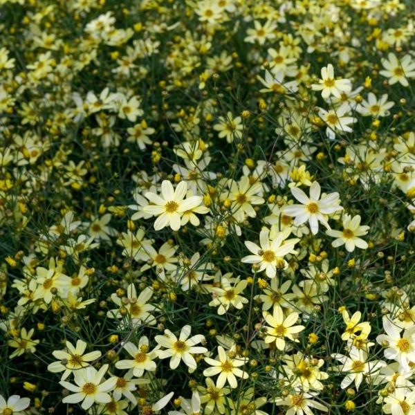 A vibrant field of Coreopsis 'Moonbeam' in bloom, with small yellow petals and green stems, is densely packed under natural sunlight, stretching into the distance.
