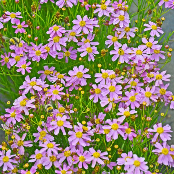 A dense cluster of small pink flowers with yellow centers and slender green stems.