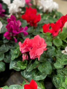 A display of cyclamen flowers with vibrant pink, red, white, and purple blossoms surrounded by green leaves.