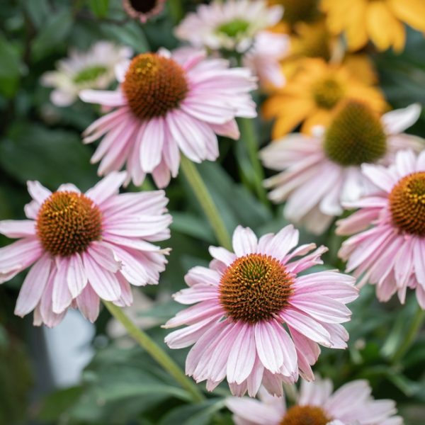 The Echinacea 'Primadonna Pink' 6" Pot blooms with striking pink petals that stand out against green leaves and yellow flowers, creating a stunning garden display full of natural vibrancy and charm.