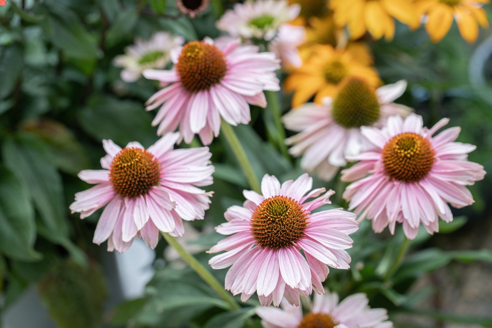 The Echinacea 'Primadonna Pink' 6" Pot blooms with striking pink petals that stand out against green leaves and yellow flowers, creating a stunning garden display full of natural vibrancy and charm.